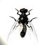 Housefly R2