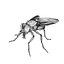 Housefly R2