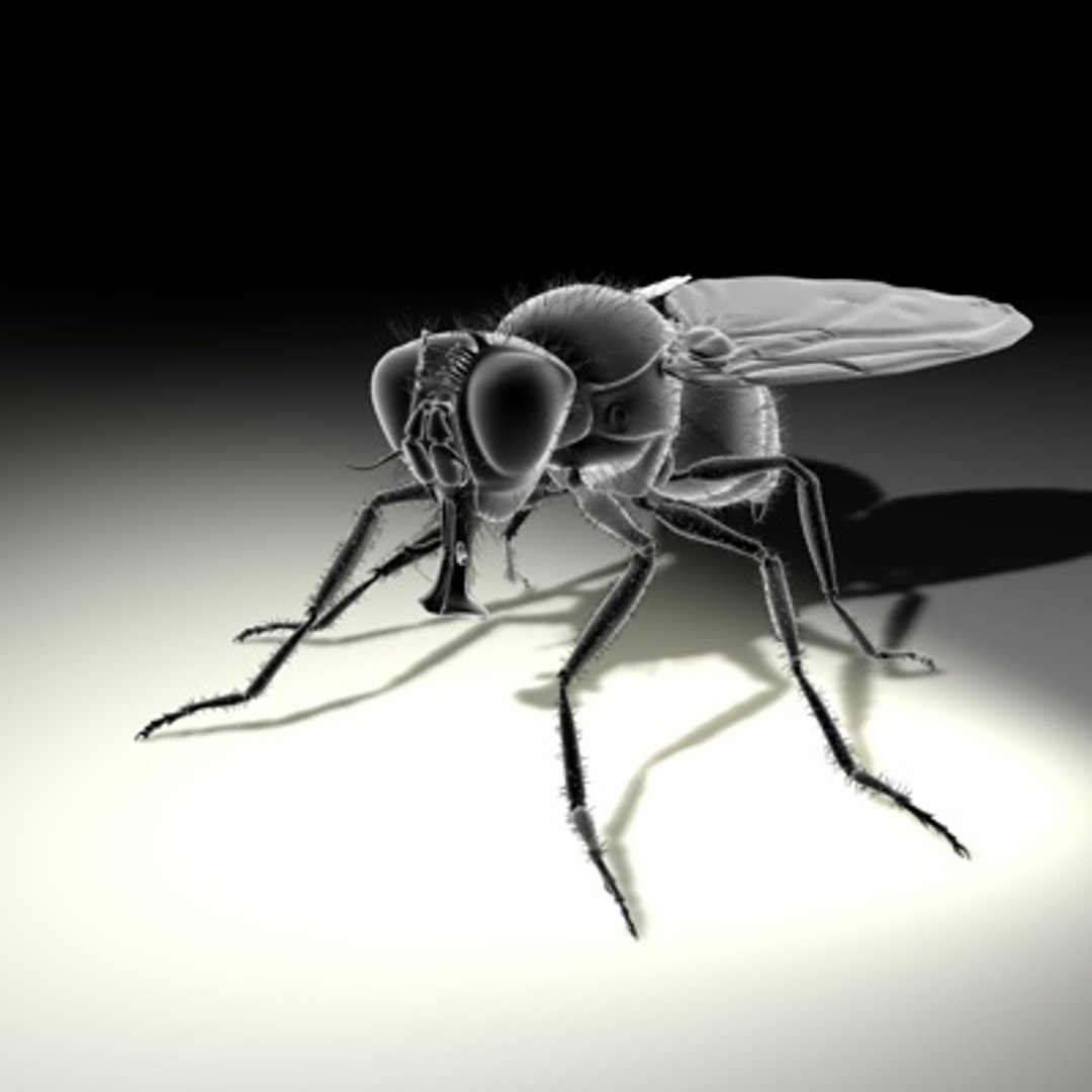 3d housefly hair model https://p.turbosquid.com/ts-thumb/Sx/pYG8HW/cSQlwpGT/newhousefly04a/jpg/1279469956/1920x1080/fit_q87/bc0b8cd88531f8797498963c4936afa72f4aa5e8/newhousefly04a.jpg