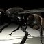 Housefly R2