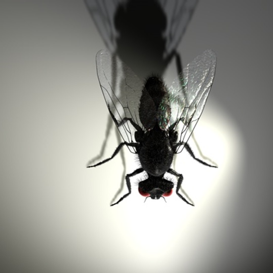 3d housefly hair model https://p.turbosquid.com/ts-thumb/Sx/pYG8HW/hxoM2J8M/newhousefly03a/jpg/1279469956/1920x1080/fit_q87/fd0086c425d722acfb4a8acb644103c1c21d65d2/newhousefly03a.jpg
