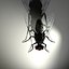 Housefly R2