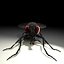 Housefly R2