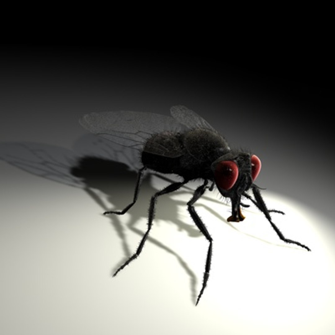 3d housefly hair model https://p.turbosquid.com/ts-thumb/Sx/pYG8HW/ldqxrnps/newhousefly02d/jpg/1279469956/1920x1080/fit_q87/969a05acf3f4e565581a3bdcbd6aeeaf1f23863e/newhousefly02d.jpg