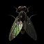 Housefly R2