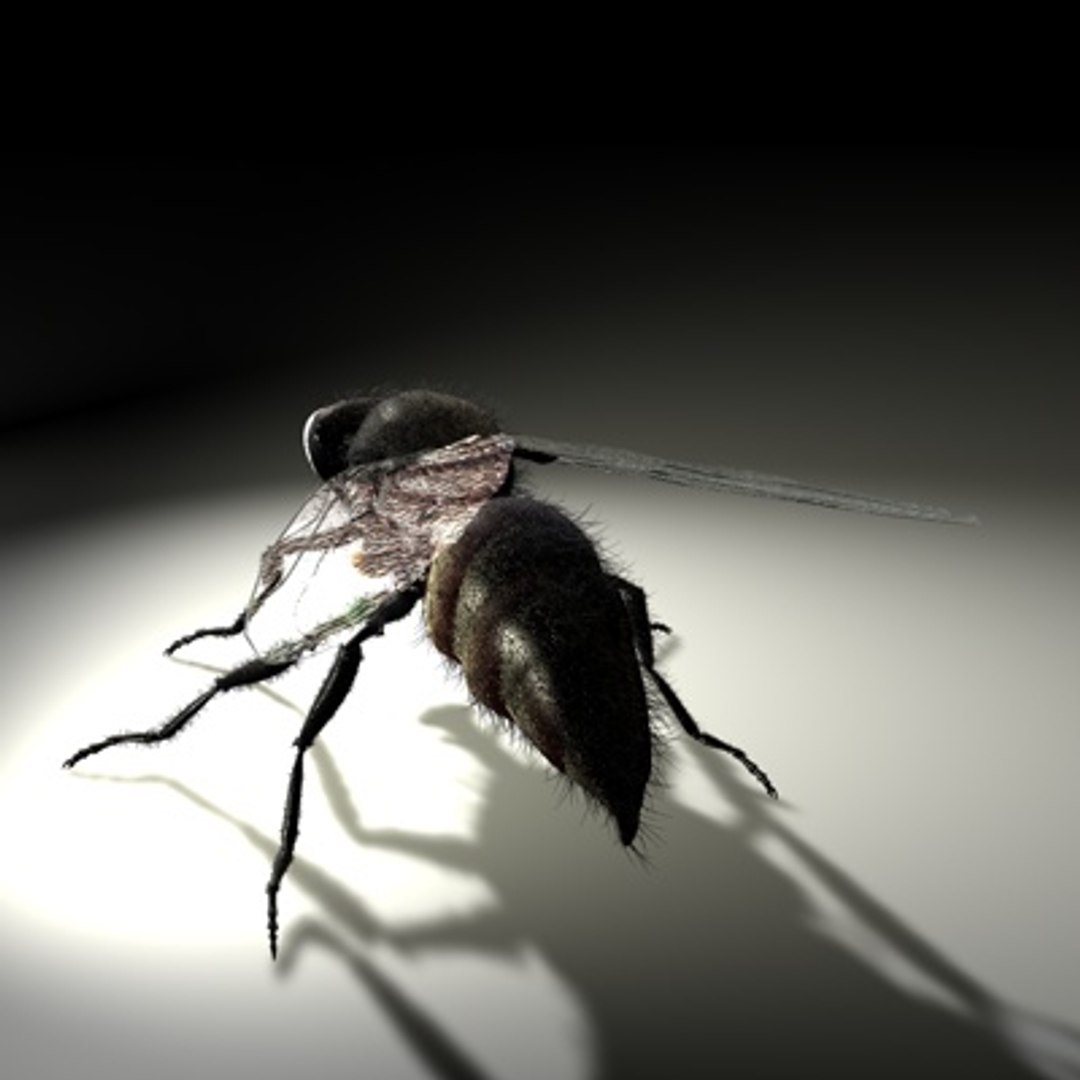 3d housefly hair model https://p.turbosquid.com/ts-thumb/Sx/pYG8HW/zhksnVHH/newhousefly02c/jpg/1279469956/1920x1080/fit_q87/c753b9067a45c365750fc82978b7359800f0150b/newhousefly02c.jpg