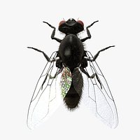 Housefly R2