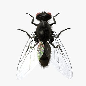 Housefly R2
