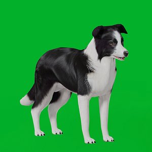 Border Collie Dog