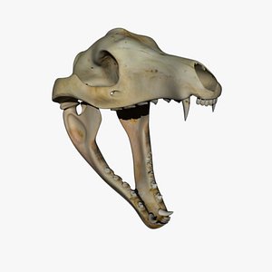 Thylacine Skull