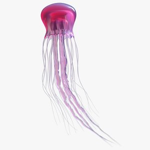 Jellyfish Small Rigged model