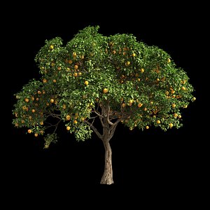 3D model fruit tree orange