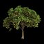 Orange Tree 7