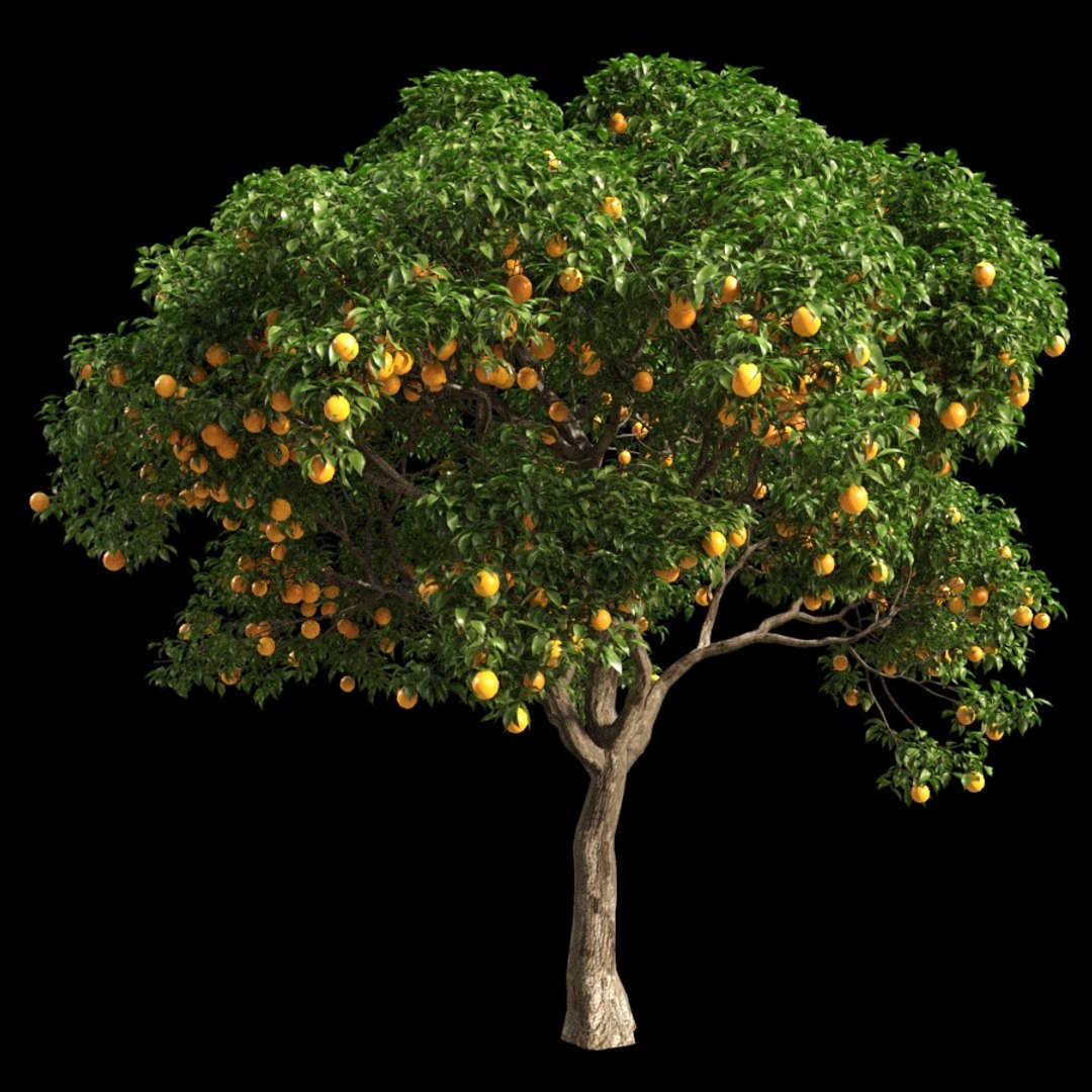 3D model fruit tree orange https://p.turbosquid.com/ts-thumb/Sy/3TfNBQ/4VXFXIpl/63/jpg/1539612831/1920x1080/fit_q87/363a25ed7d8d63e9a690d52ea7103805ce3fea55/63.jpg