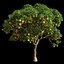 Orange Tree 7