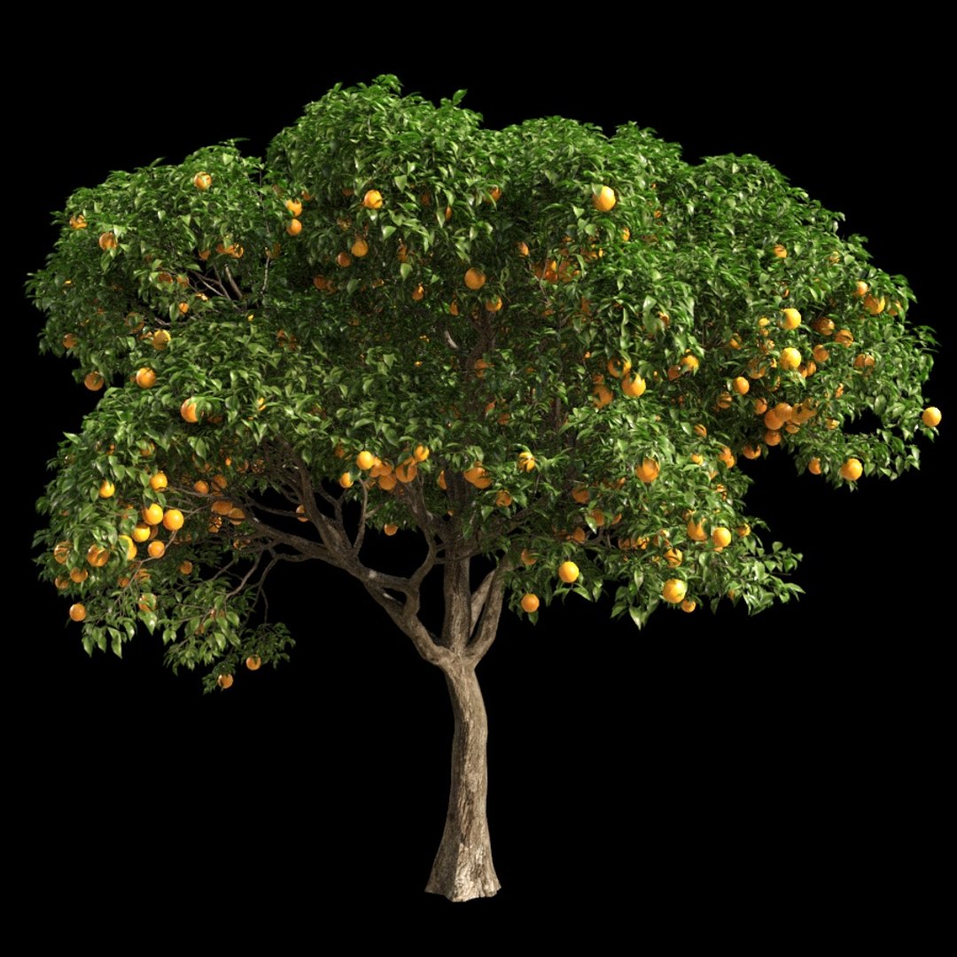 3D model fruit tree orange https://p.turbosquid.com/ts-thumb/Sy/3TfNBQ/jiUlRnCz/64/jpg/1539612831/1920x1080/fit_q87/c05180f11737d3a3e2b90d7a5e28b229116a487f/64.jpg