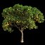 Orange Tree 7