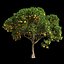 Orange Tree 7