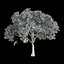 Orange Tree 7