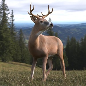 3D model Odocoileus Virginianus Standing Pose Fur for Cinema 4D