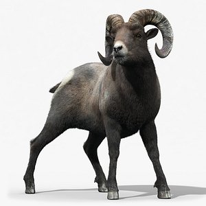 bighorn sheep fur rigged 3d model