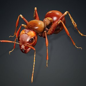 3D Ant-V2