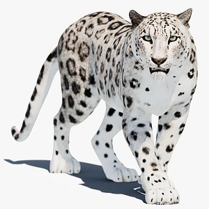 3d snow leopard cat animation model