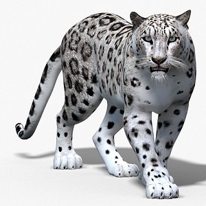 3d snow leopard cat animation model