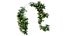 Rose plant set 45