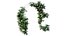 Rose plant set 45