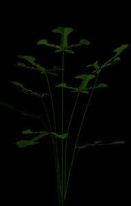 Pteris Fern.lwo