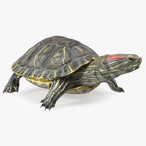 Red Eared Slider Rigged for Maya 3D model