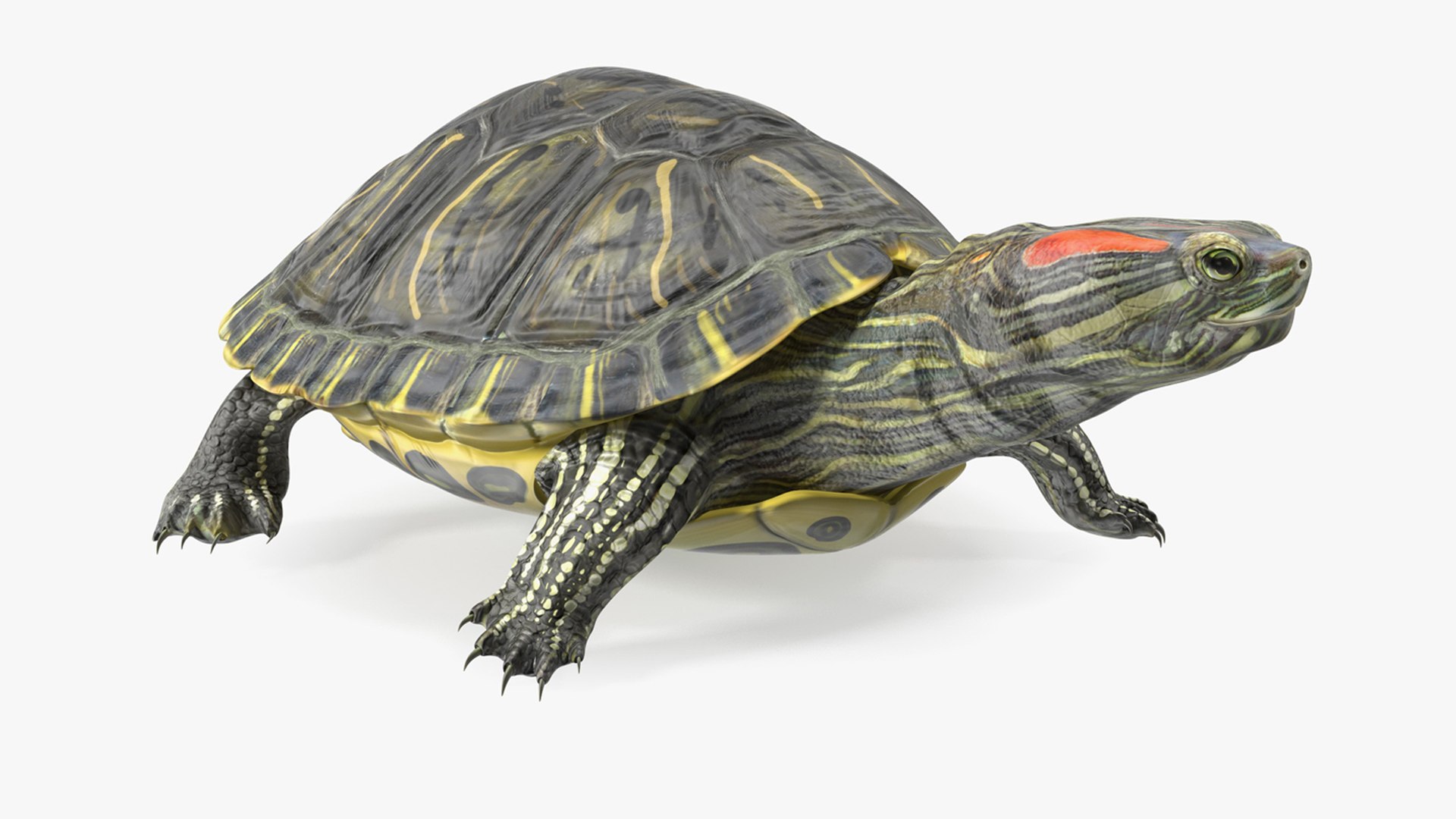Red Eared Slider Rigged For Maya 3D Model - TurboSquid 2161791