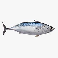 Bonito(1)