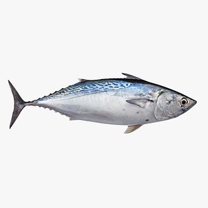 Bonito(1)