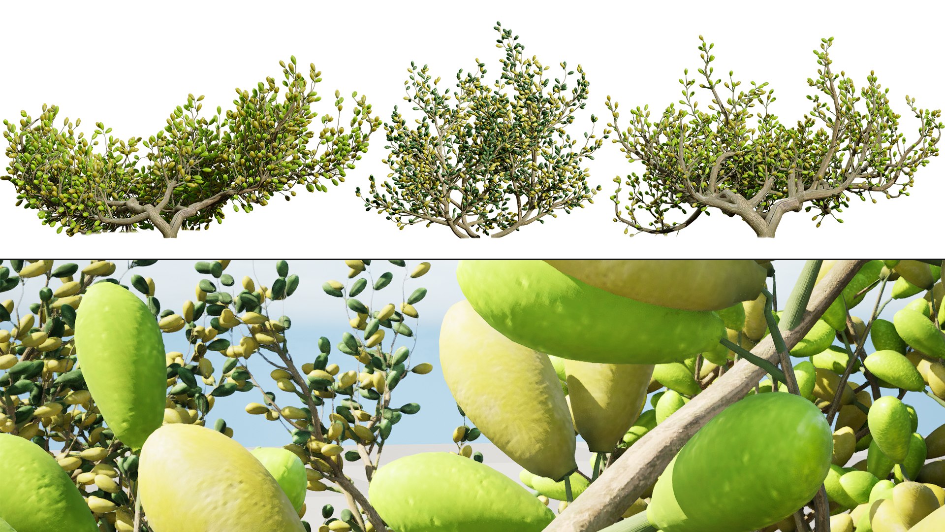 3D Arabian Peninsula Zygophyllum Mandavillei model https://p.turbosquid.com/ts-thumb/Sz/36B4mW/1I/artcoverzygophyllum_mandavillei/jpg/1762373650/1920x1080/fit_q87/19c3ea4ba960cadd17c66d2cf2505008d70f768f/artcoverzygophyllum_mandavillei.jpg