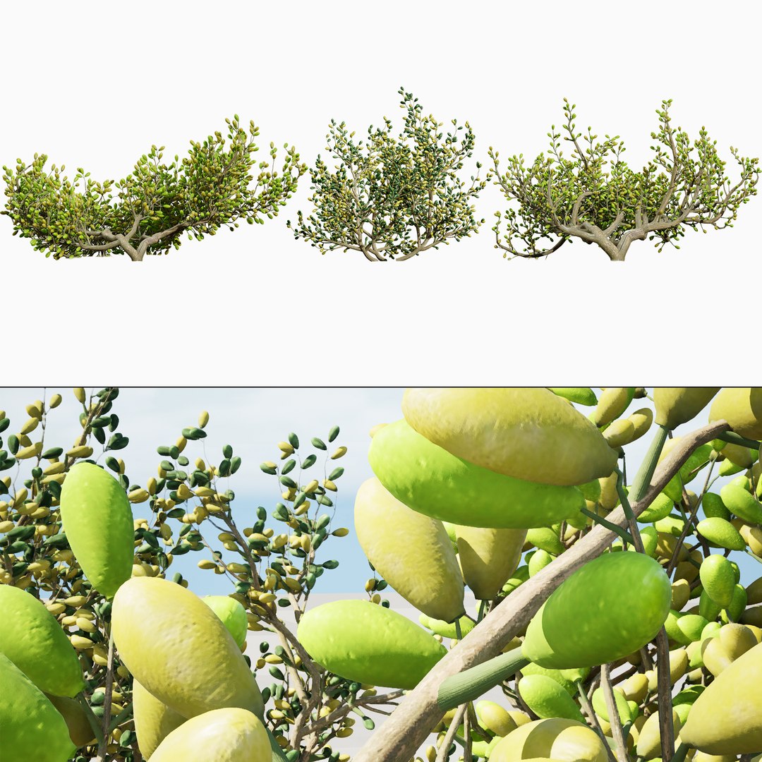 3D Arabian Peninsula Zygophyllum Mandavillei model https://p.turbosquid.com/ts-thumb/Sz/36B4mW/AL/0000searchcoverzygophyllum_mandavillei/jpg/1762373633/1920x1080/fit_q87/0623b799e4a66be7a43f898400b9ef7cf10daa44/0000searchcoverzygophyllum_mandavillei.jpg