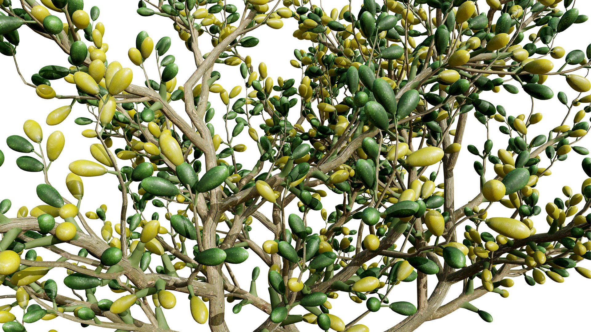 3D Arabian Peninsula Zygophyllum Mandavillei model https://p.turbosquid.com/ts-thumb/Sz/36B4mW/JT/01zygophyllum_mandavilleiz54l/jpg/1762373641/1920x1080/fit_q87/36d4a726184044429e27682345512a83534305f9/01zygophyllum_mandavilleiz54l.jpg