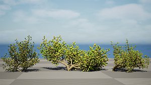 3D Arabian Peninsula Zygophyllum Mandavillei model