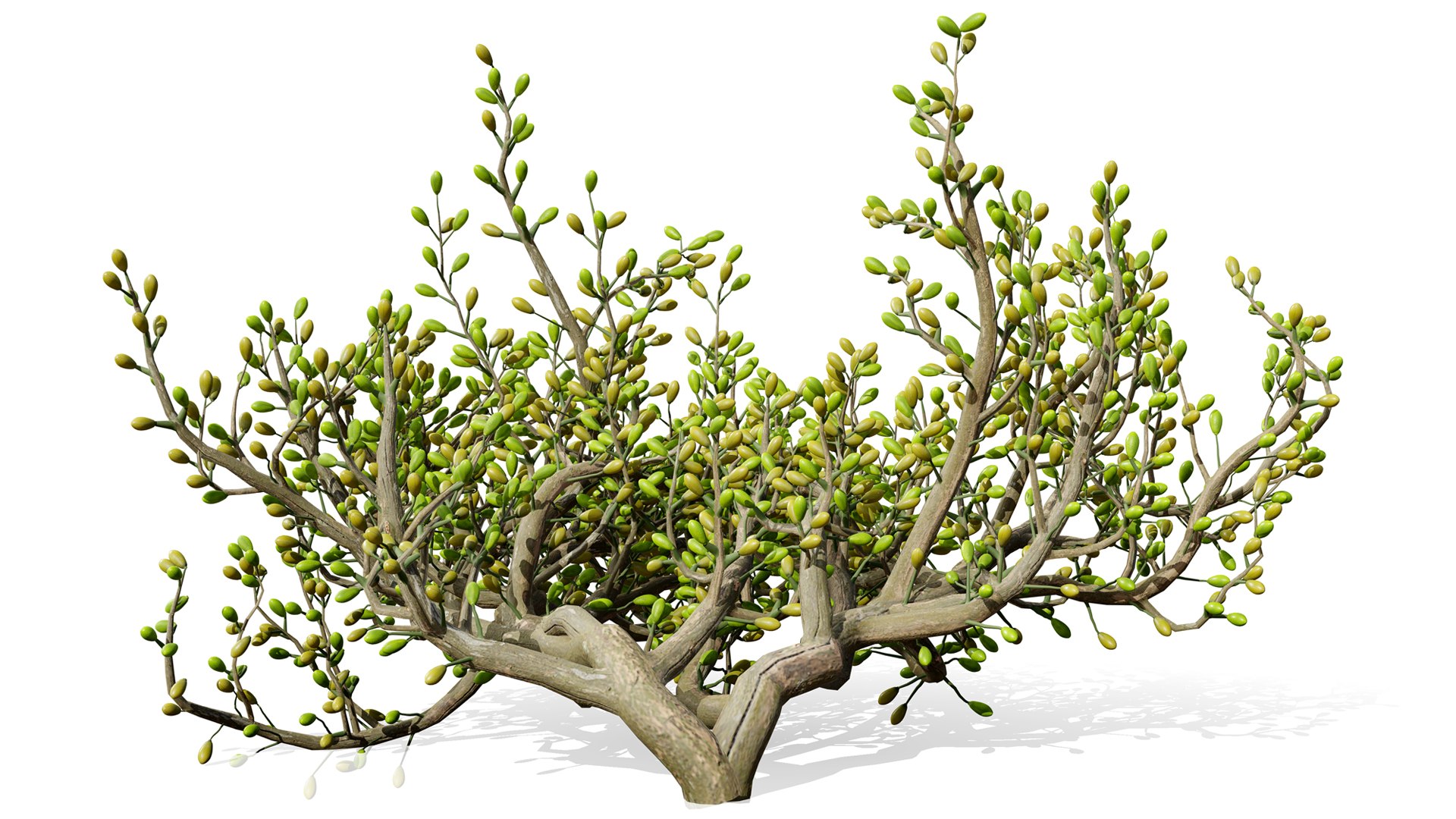 3D Arabian Peninsula Zygophyllum Mandavillei model https://p.turbosquid.com/ts-thumb/Sz/36B4mW/eW/02zygophyllum_mandavillei324432l/jpg/1762373650/1920x1080/fit_q87/12214f21e3a0b7dd892d3a4d0c1f9111b0e07e8c/02zygophyllum_mandavillei324432l.jpg