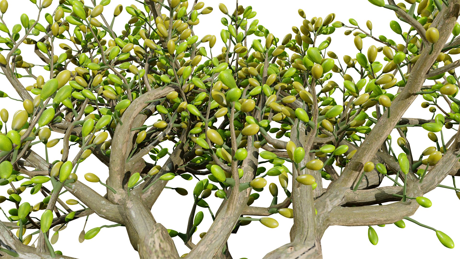 3D Arabian Peninsula Zygophyllum Mandavillei model https://p.turbosquid.com/ts-thumb/Sz/36B4mW/fd/02zygophyllum_mandavilleiz54l/jpg/1762373641/1920x1080/fit_q87/d7c6ddc0d80d254fe1bdf7997b7b26e368971cf8/02zygophyllum_mandavilleiz54l.jpg