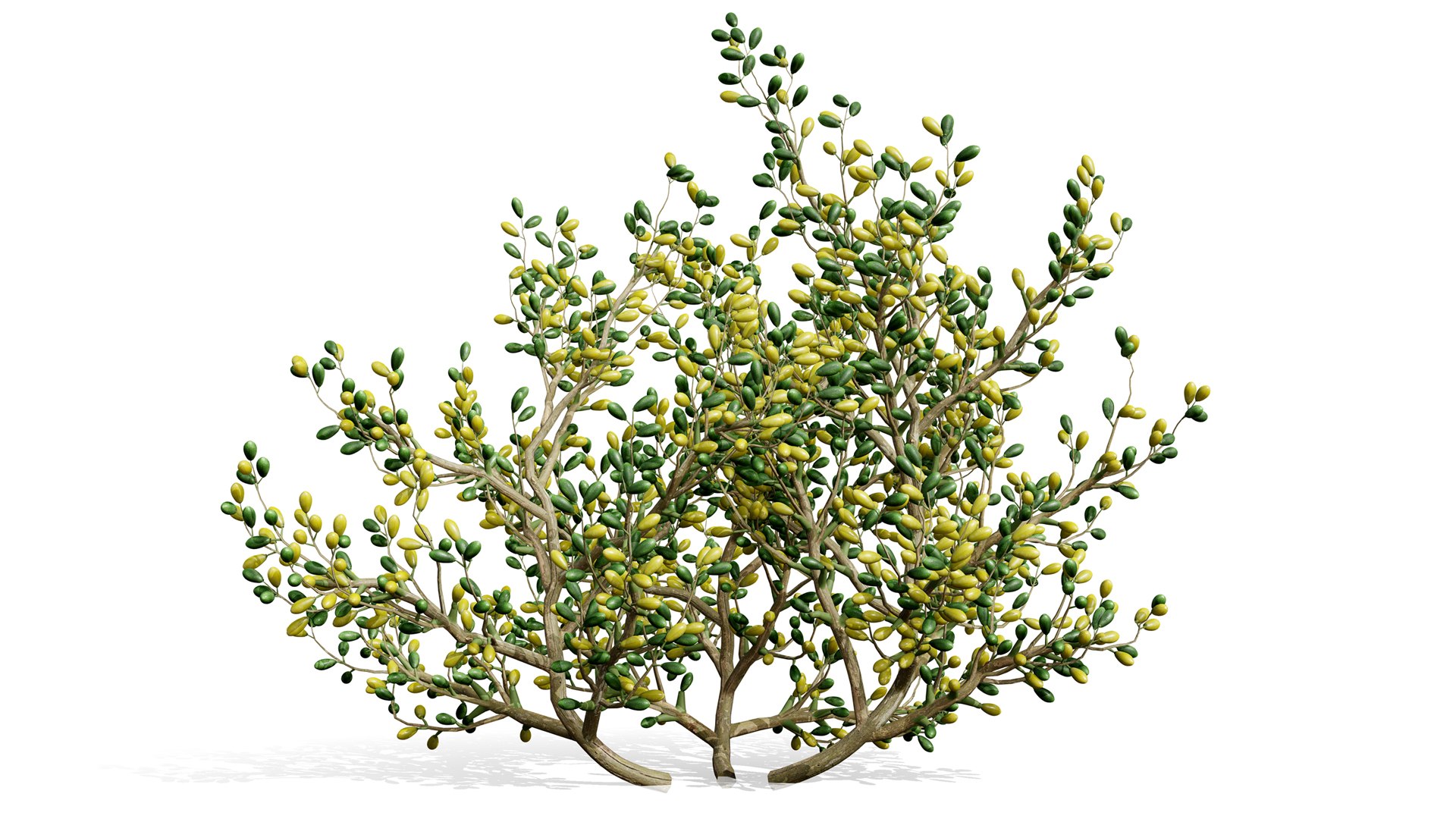 3D Arabian Peninsula Zygophyllum Mandavillei model https://p.turbosquid.com/ts-thumb/Sz/36B4mW/hU/01wqe32el/jpg/1762373633/1920x1080/fit_q87/19c032ed7aa67d61d17e1bdf77aaaee5c4deec36/01wqe32el.jpg