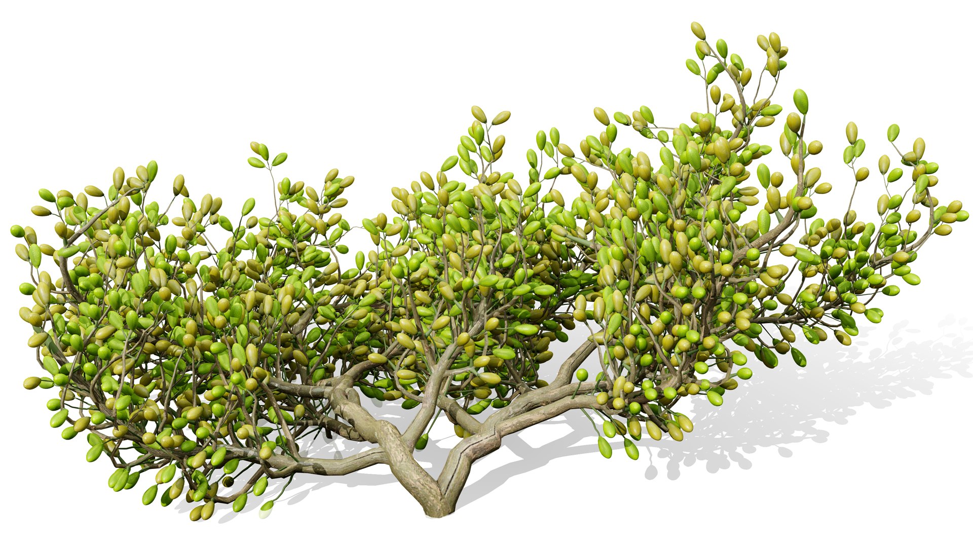 3D Arabian Peninsula Zygophyllum Mandavillei model https://p.turbosquid.com/ts-thumb/Sz/36B4mW/tZ/03zygophyllum_mandavilleil/jpg/1762373651/1920x1080/fit_q87/16da437453cefe8ab98bfa3b93b4437005f1cbfb/03zygophyllum_mandavilleil.jpg