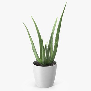 Aloe Pot Plant