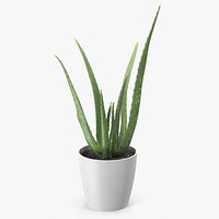 Aloe Pot Plant