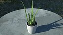 Aloe Pot Plant