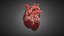 Realistic Human Heart
