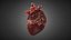Realistic Human Heart