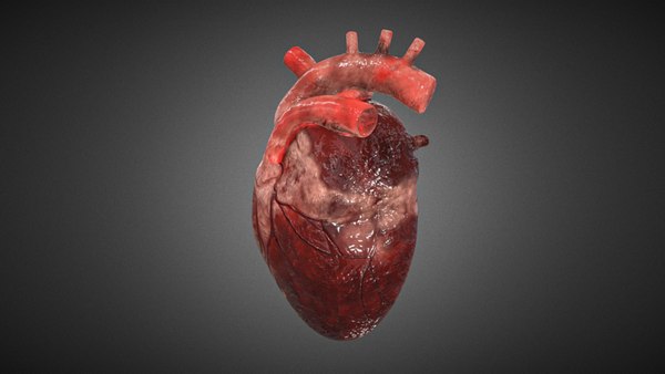 Free Realistic Human Heart 3D - TurboSquid 1967203