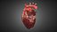 Realistic Human Heart